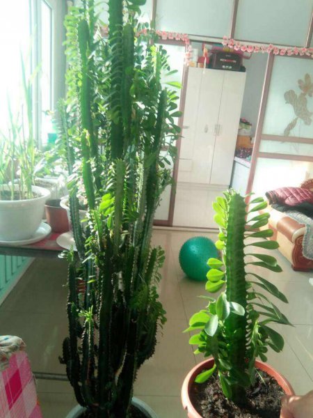 龙骨怎么养才能又高又旺盛
