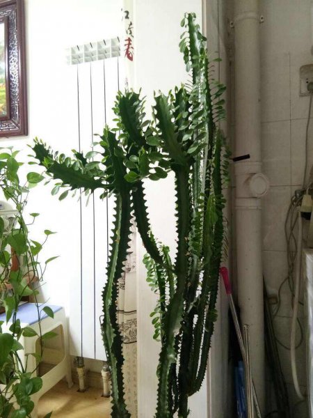 龙骨怎么养才能又高又旺盛
