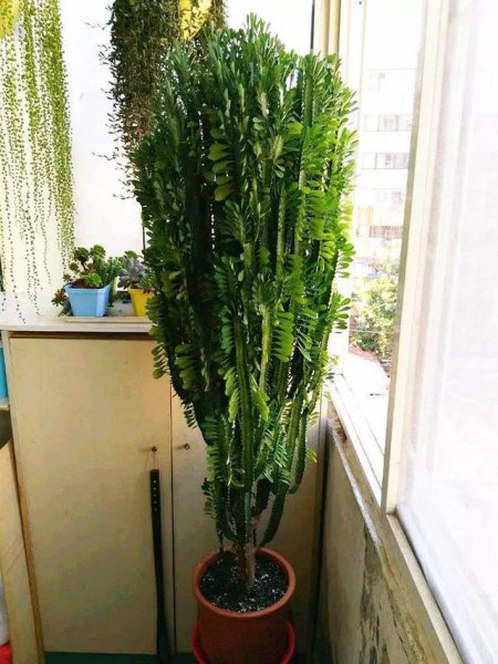 龙骨怎么养才能又高又旺盛