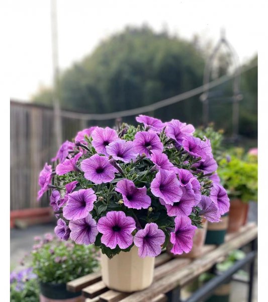 清明节前后有哪些花需要修剪才能开花旺盛