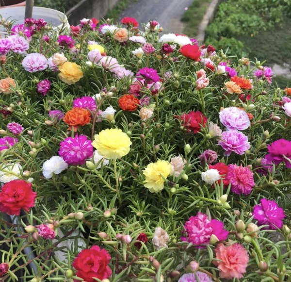 清明节前后有哪些花需要修剪才能开花旺盛