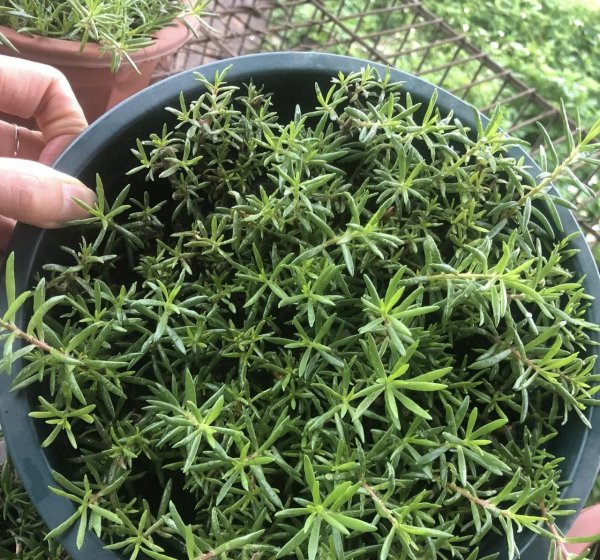 清明节前后有哪些花需要修剪才能开花旺盛