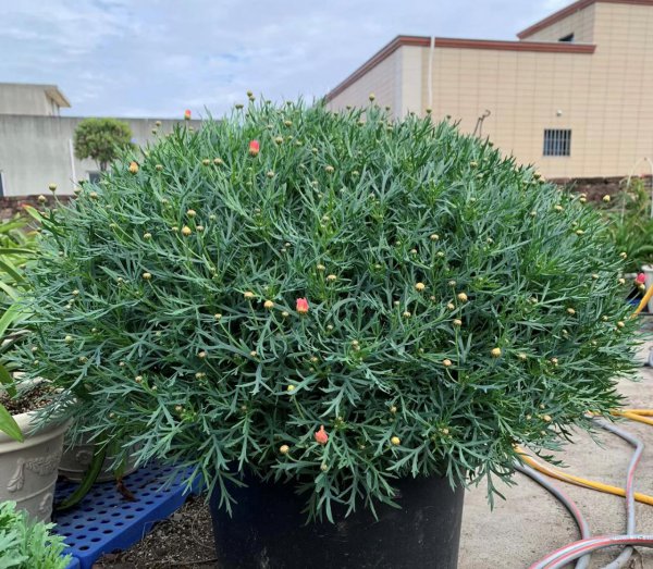 清明节前后有哪些花需要修剪才能开花旺盛