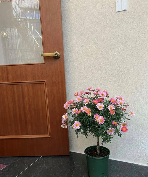 清明节前后有哪些花需要修剪才能开花旺盛