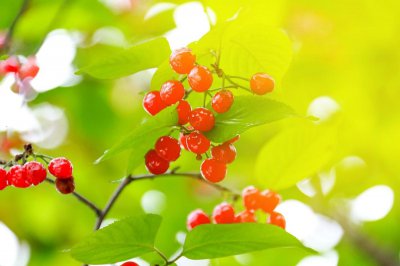 4月当季水果有哪些 4月成熟的水果大全