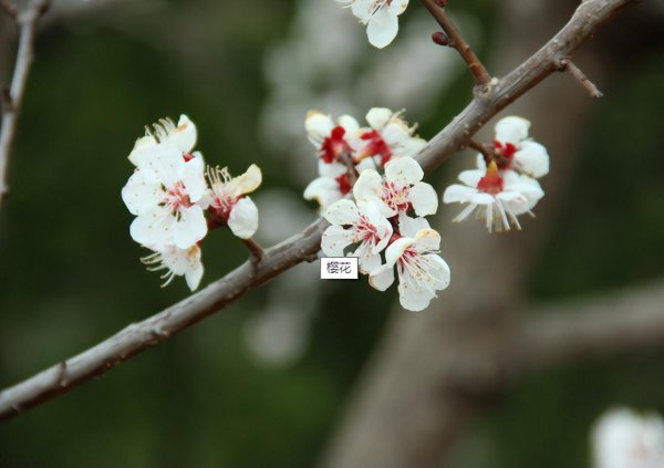 梅花和桃花有什么区别