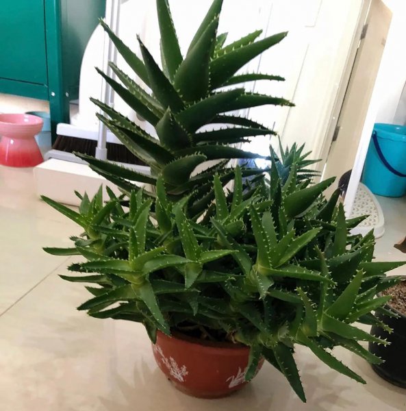 繁殖能力强的花有哪些