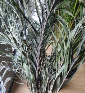 植物焦边黄叶子什么原因 让植物黄叶子的原因解析