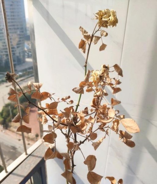 植物焦边黄叶子什么原因