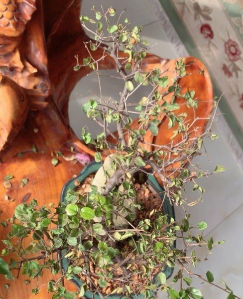 植物焦边黄叶子什么原因