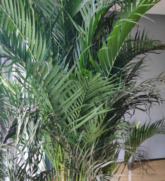 植物焦边黄叶子什么原因