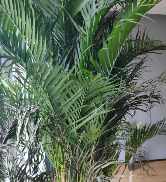 植物焦边黄叶子什么原因