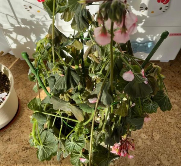 植物焦边黄叶子什么原因
