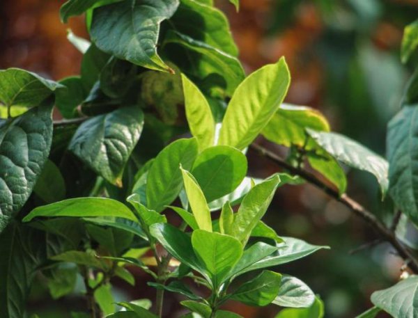 哪些花可以用喝剩的茶水浇