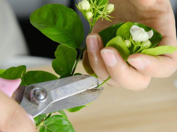 哪些花可以用喝剩的茶水浇
