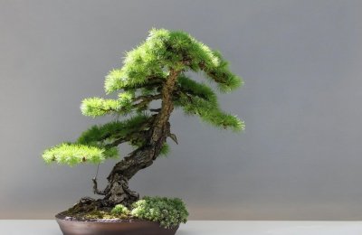 松树盆景有哪些品种 盘点5种常见松树盆景
