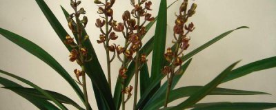 醋可以浇兰花吗 详解兰花用醋浇花方法