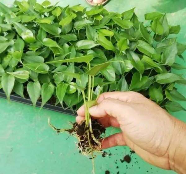 红掌的繁殖方式有哪些