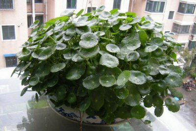 铜钱草与金钱草一样吗 详解铜钱草与金钱草的区别