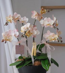 买花一时爽 养花火葬场指的是这3种花 劝你也别养
