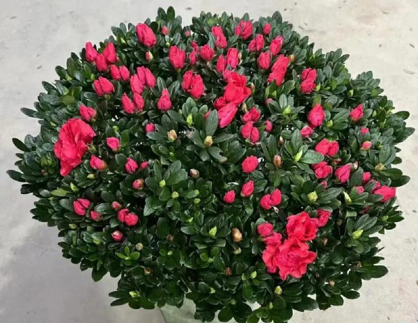 买花一时爽，养花火葬场指的是这3种花，劝你也别养