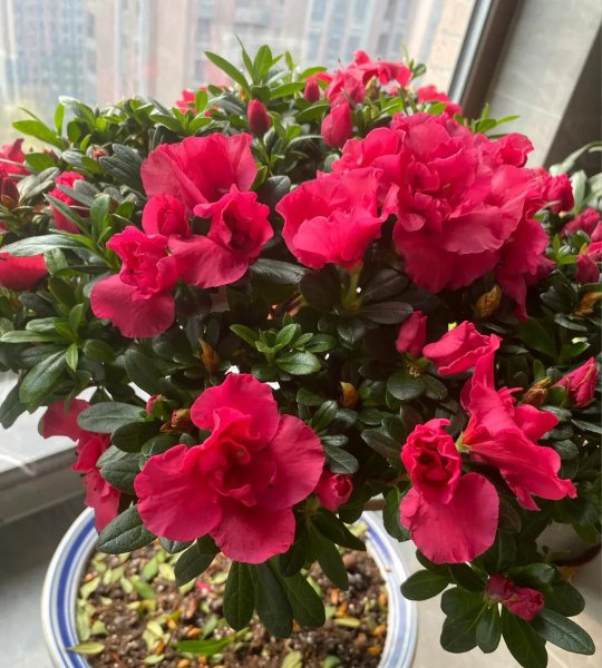 买花一时爽，养花火葬场指的是这3种花，劝你也别养
