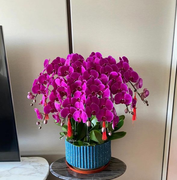 买花一时爽，养花火葬场指的是这3种花，劝你也别养
