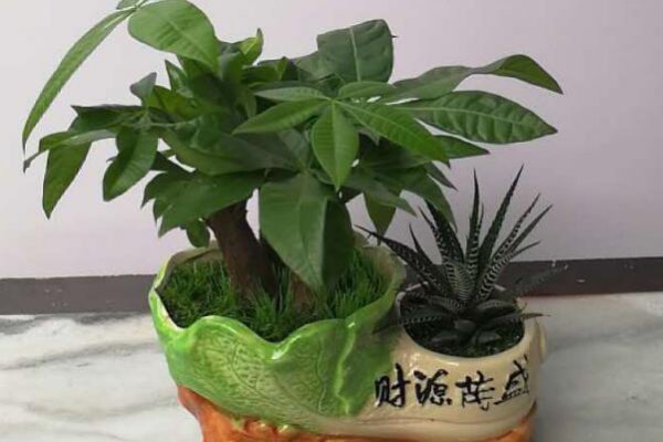 发财树叶子下垂怎么办