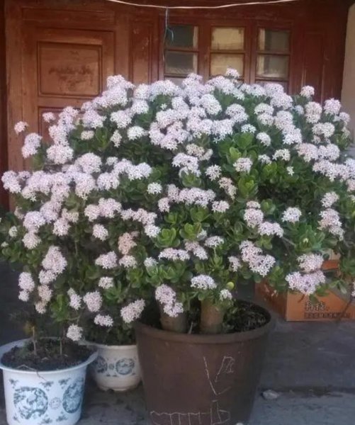 开花难的植物有哪些