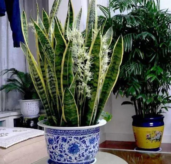开花难的植物有哪些