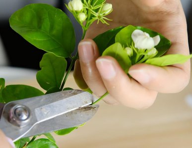 茉莉花开花少是什么原因 有关茉莉花开花不多的养护小技巧
