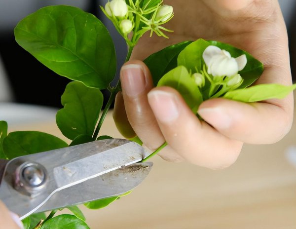 茉莉花开花少是什么原因