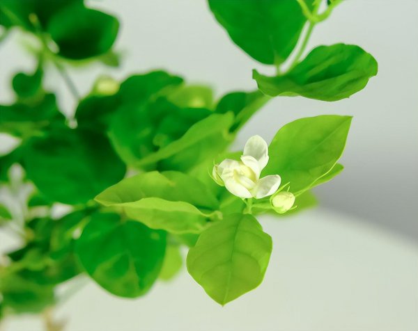茉莉花开花少是什么原因