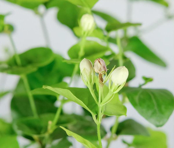 茉莉花开花少是什么原因