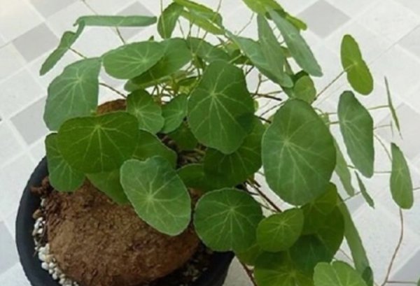 7种“养不死的花”，耐干旱皮实好养，适合新手养