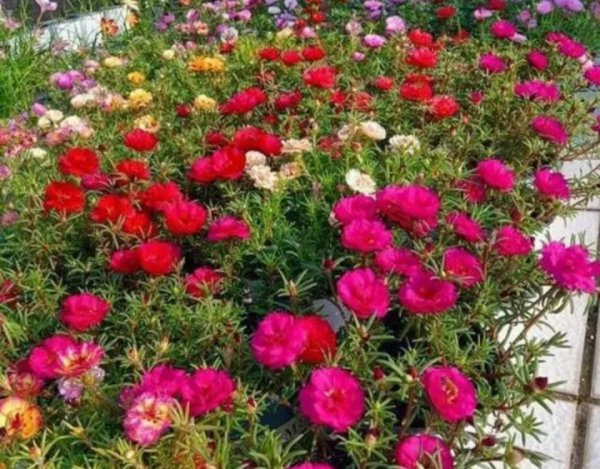 7种“养不死的花”，耐干旱皮实好养，适合新手养