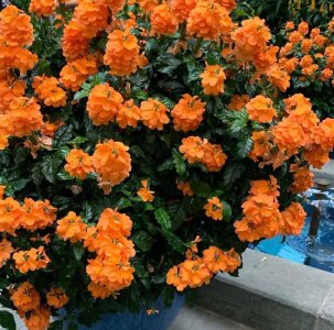 夏天开花旺盛的植物有哪些 盘点6种夏季花朵开不完的植物