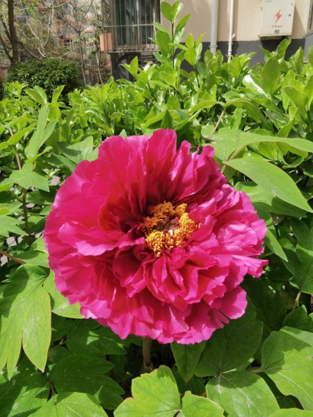 牡丹花春天怎么养护