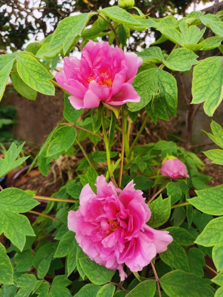 牡丹花春天怎么养护