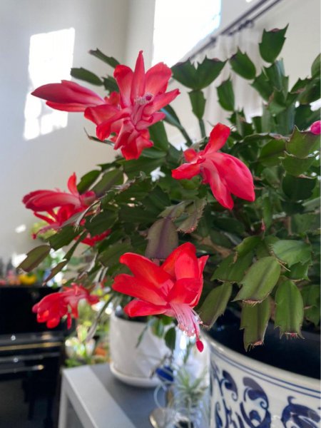 难度夏的花卉有哪些