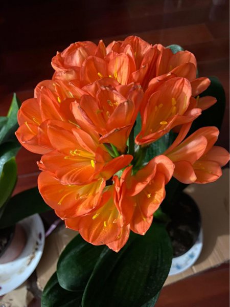 难度夏的花卉有哪些