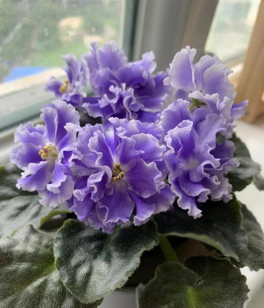 哪些花不适合经常浇水