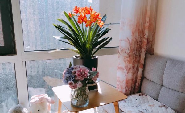 哪些花不适合经常浇水