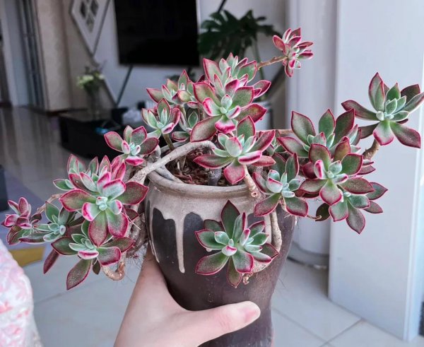 哪些花不适合经常浇水