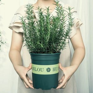 迷迭香可以吃吗 有关迷迭香食用价值