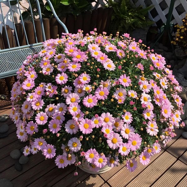10种漂亮的开花植物