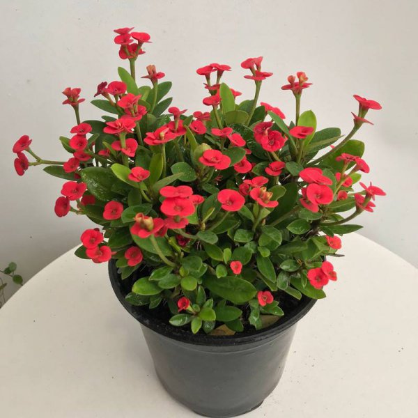 10种漂亮的开花植物