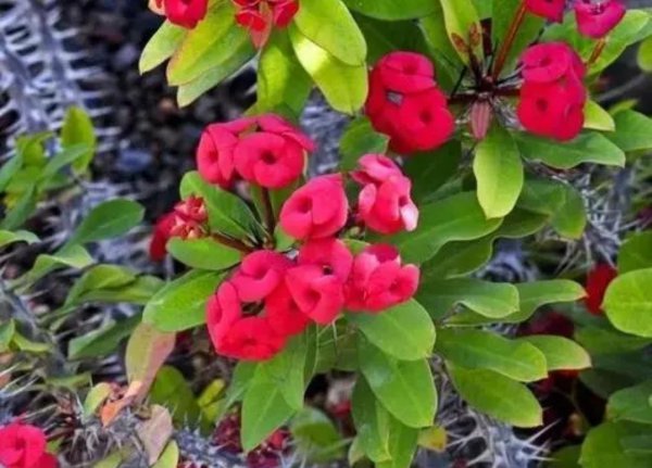 哪些花带毒性