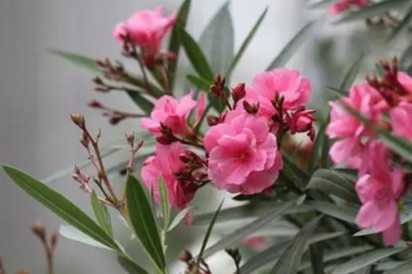 哪些花带毒性
