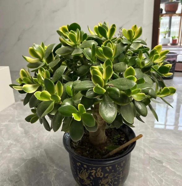 立春雨水后有哪些植物需要修剪
